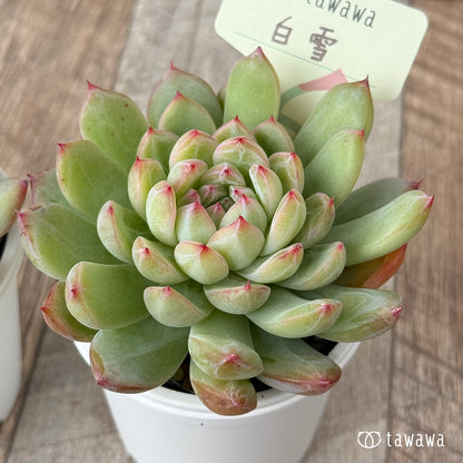 白雪【tawawaハウス苗】