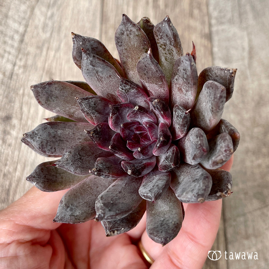 ブラックザラゴーサ【単頭】（チャンヒー農園苗）