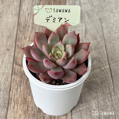 ＊新発売＊　デミアン【tawawaハウス苗】