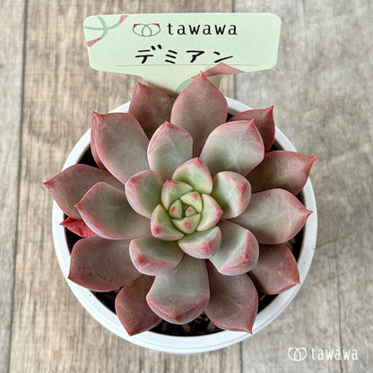 ＊新発売＊　デミアン【tawawaハウス苗】
