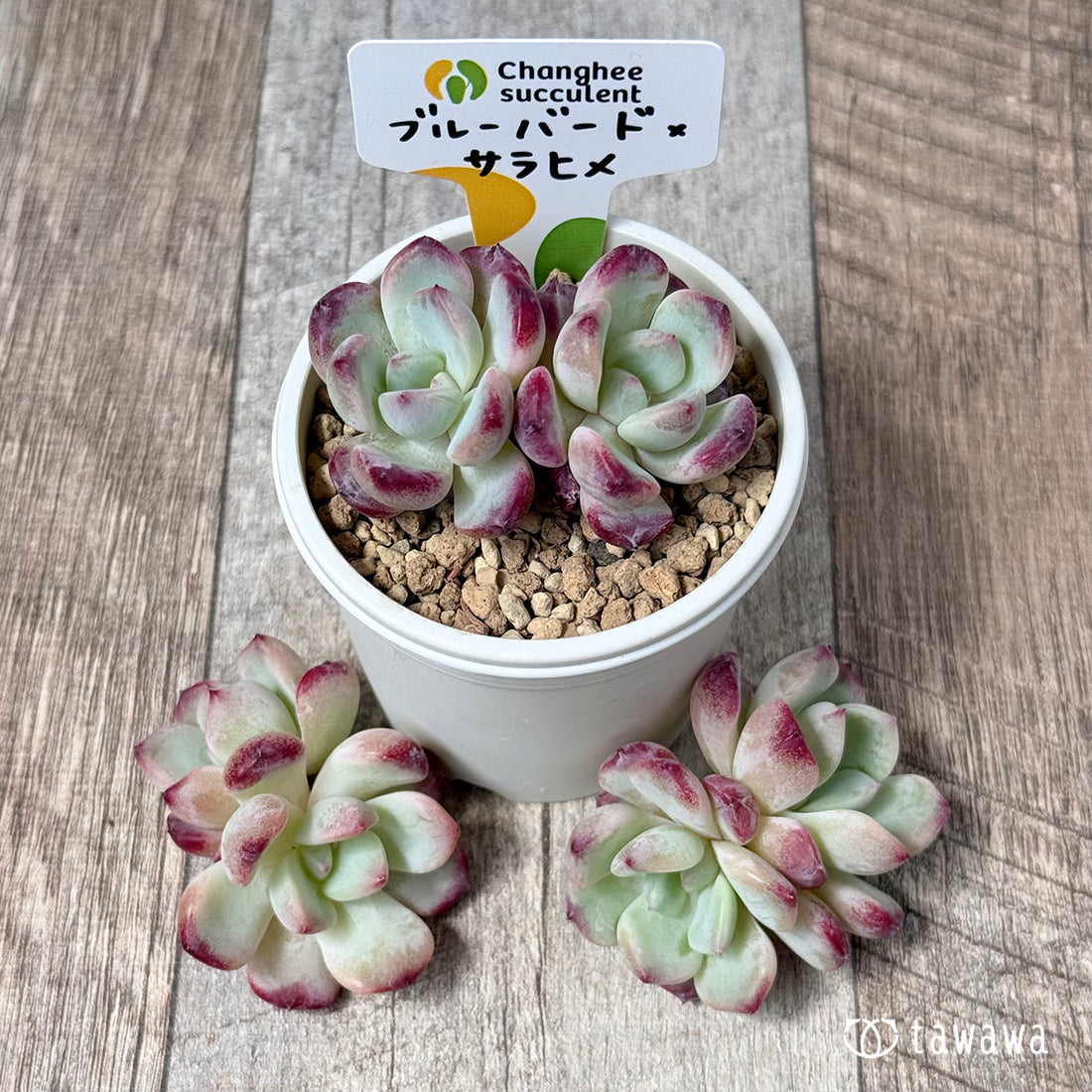 New Arrivals: Ice Green