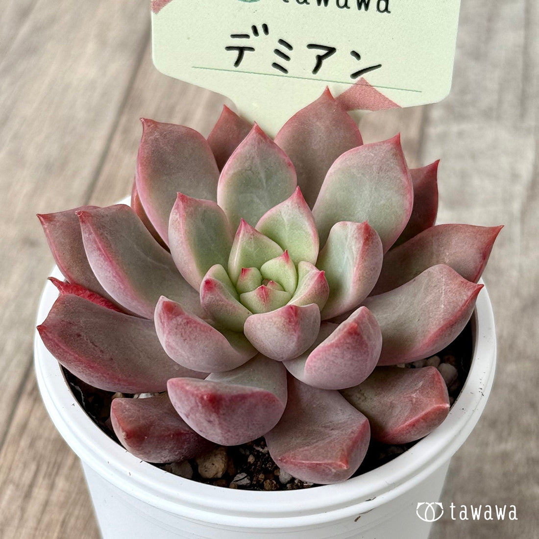 ＊新発売＊　デミアン【tawawaハウス苗】