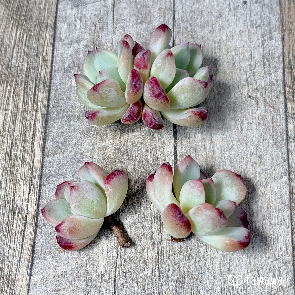 New Arrivals: Ice Green