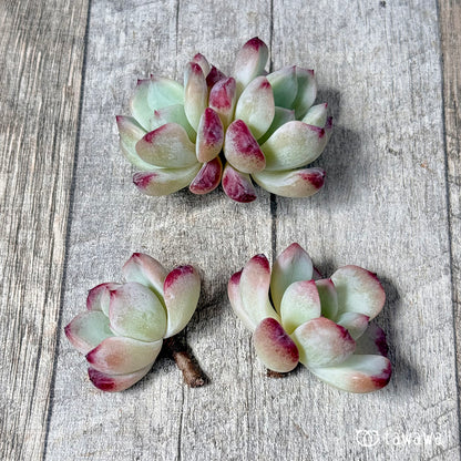 New Arrivals: Ice Green