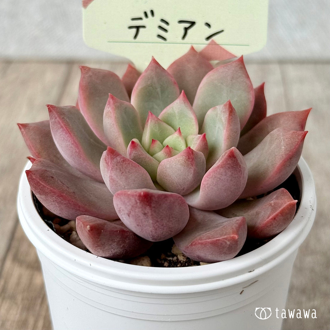 ＊新発売＊　デミアン【tawawaハウス苗】