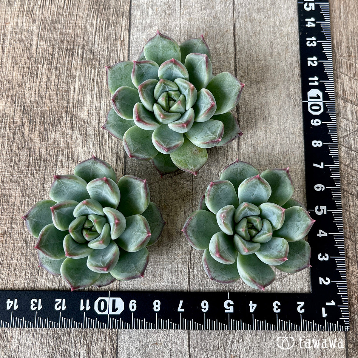 ＊新入荷＊　マチャコーン（チャンヒー農園苗）