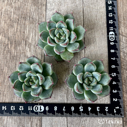 ＊新入荷＊　マチャコーン（チャンヒー農園苗）