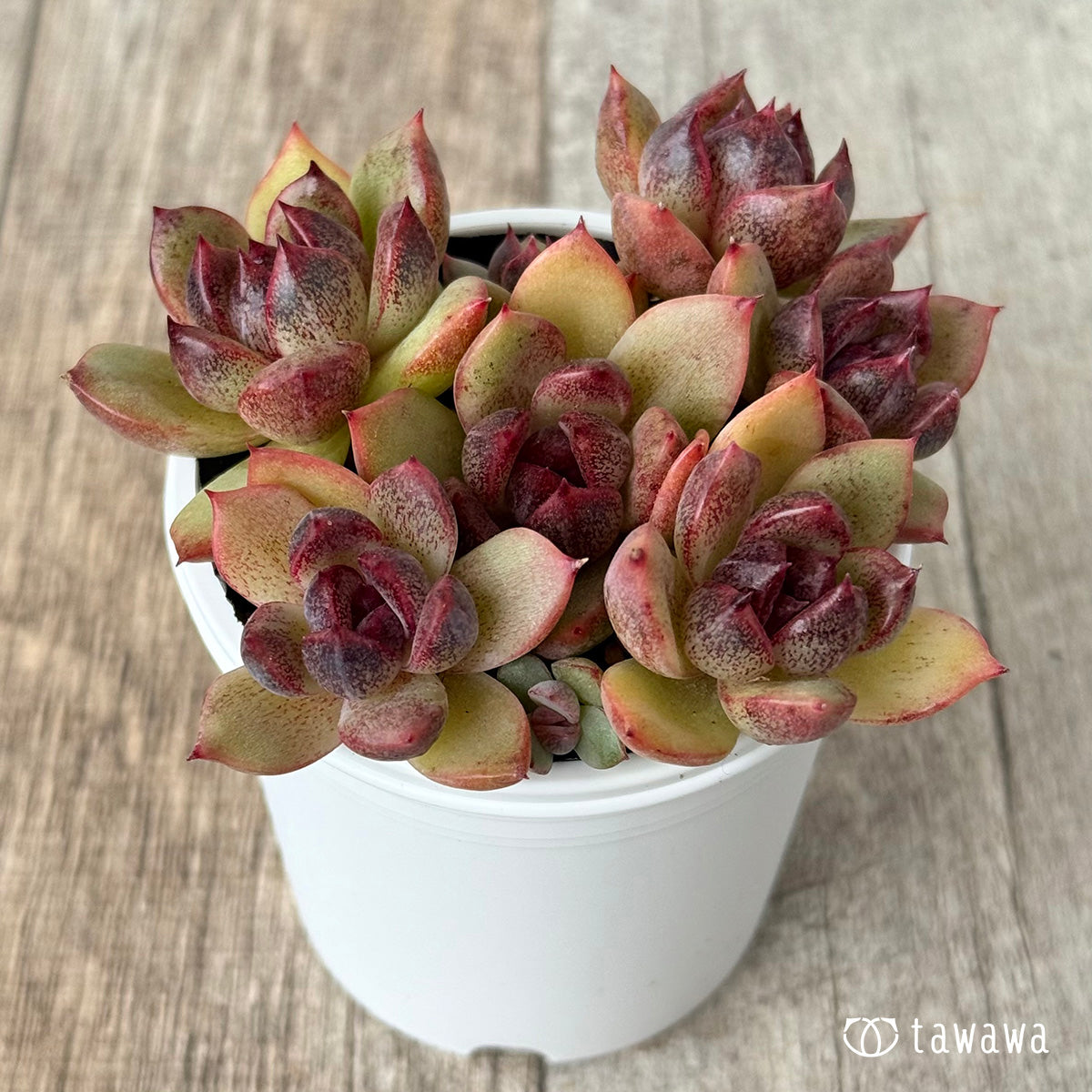 名前のない葉挿し苗①【tawawaハウス苗】