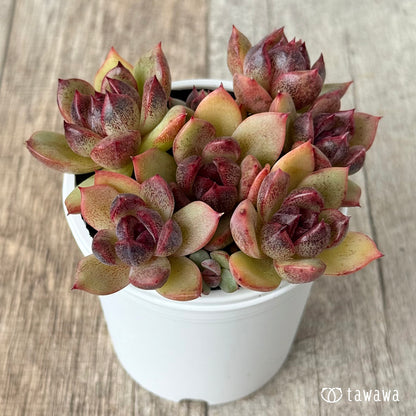 名前のない葉挿し苗①【tawawaハウス苗】