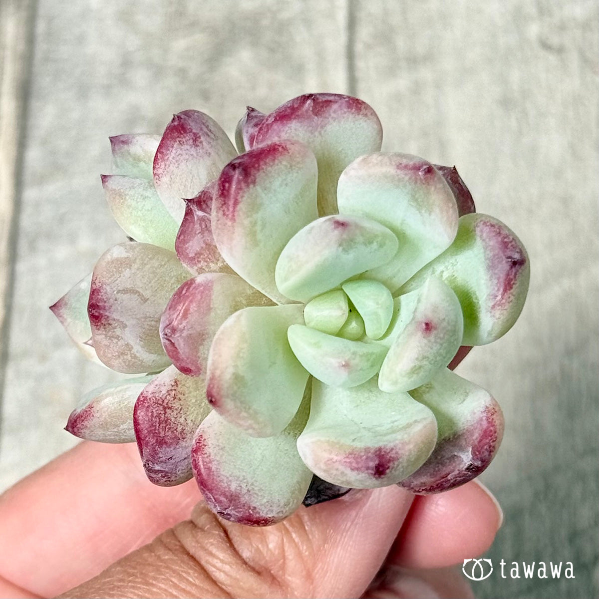 New Arrivals: Ice Green