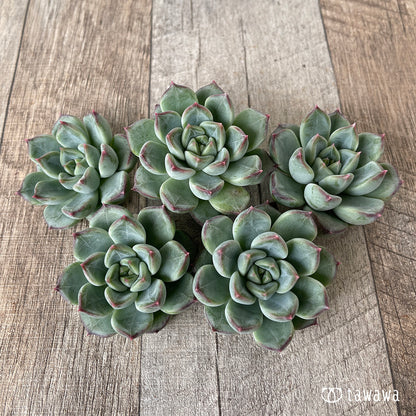 ＊新入荷＊　マチャコーン（チャンヒー農園苗）