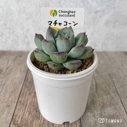 ＊新入荷＊　マチャコーン（チャンヒー農園苗）