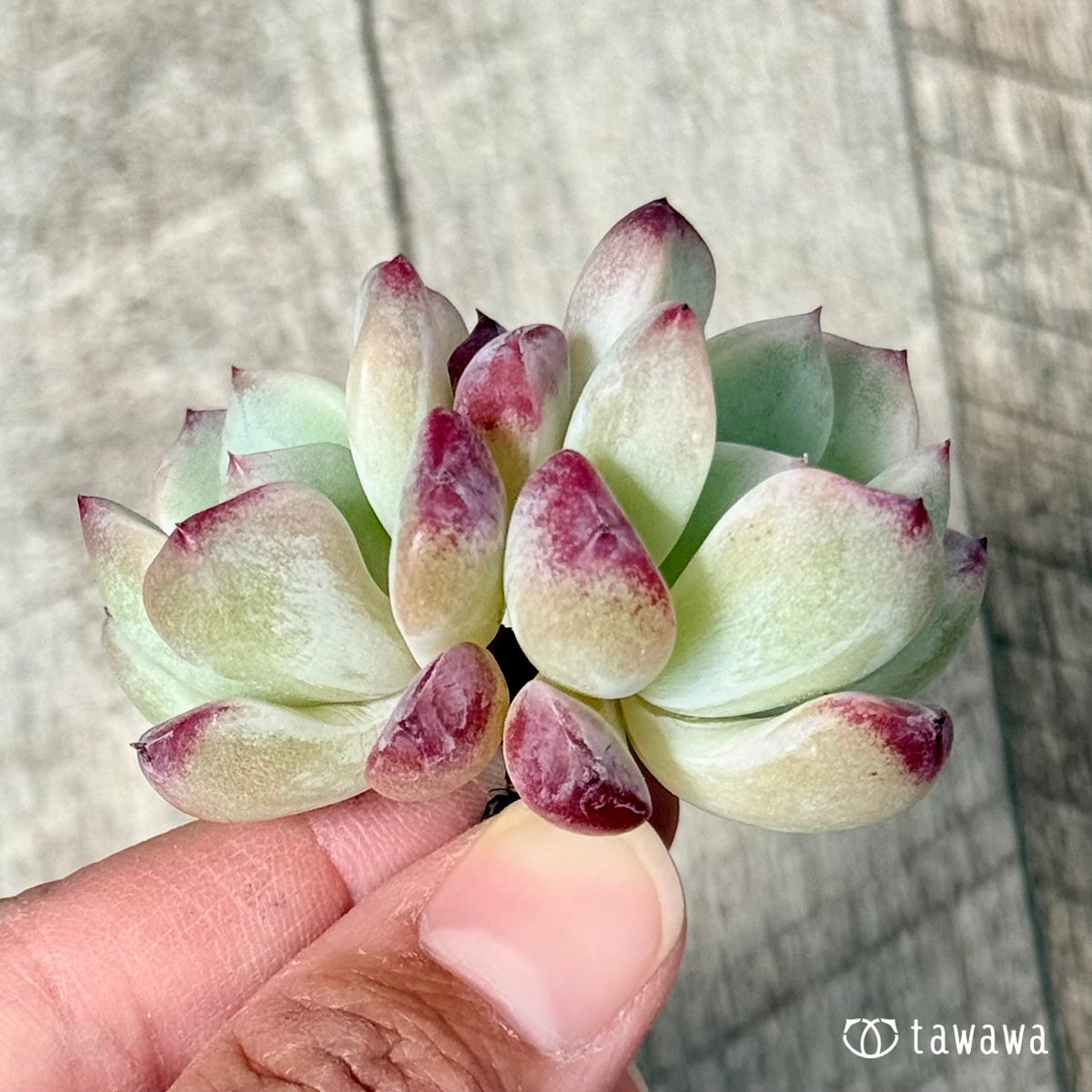 New Arrivals: Ice Green