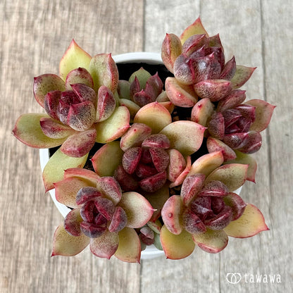 名前のない葉挿し苗①【tawawaハウス苗】