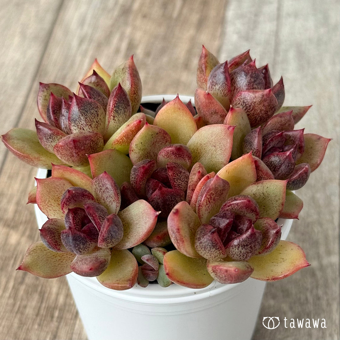 名前のない葉挿し苗①【tawawaハウス苗】