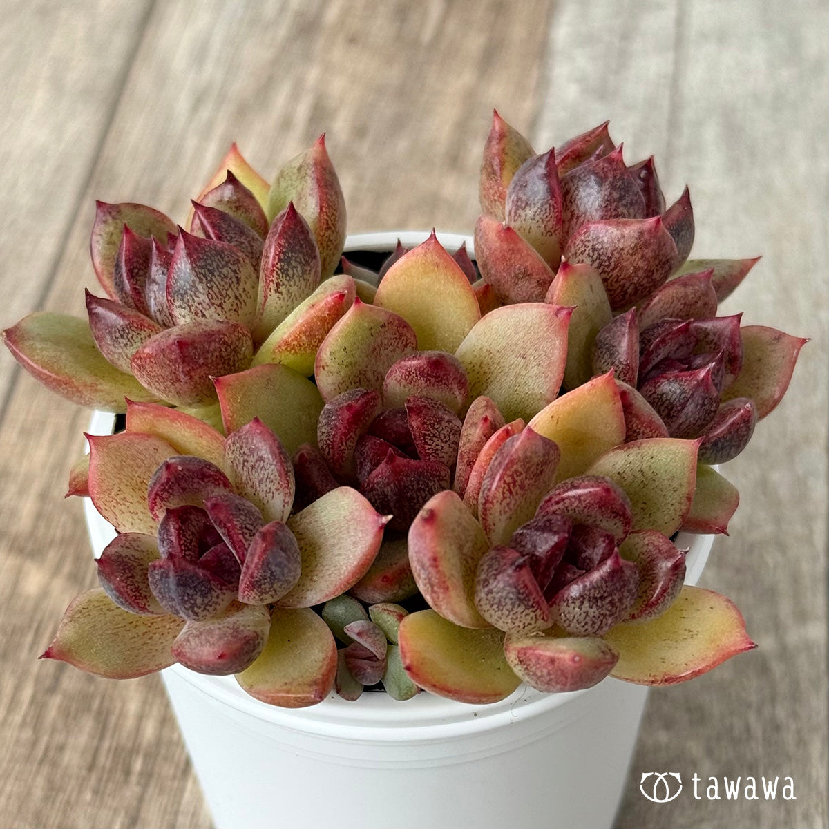 名前のない葉挿し苗①【tawawaハウス苗】