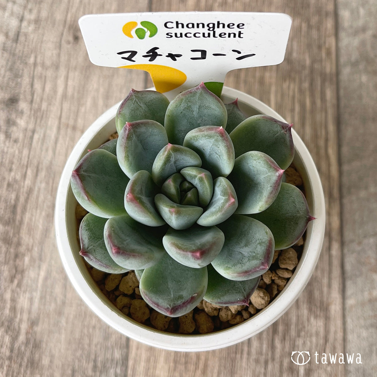 ＊新入荷＊　マチャコーン（チャンヒー農園苗）