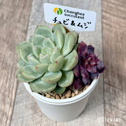 ＊抽選販売＊　チュビ＆ムジ（チャンヒー農園苗）