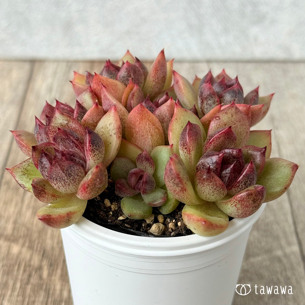 名前のない葉挿し苗①【tawawaハウス苗】