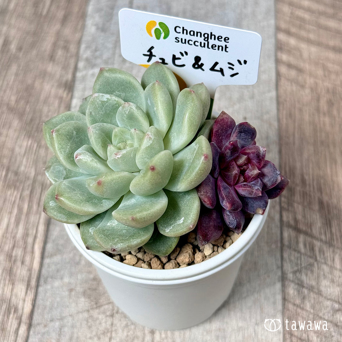 【⚠️抽選販売 応募券⚠️】　チュビ＆ムジ　（チャンヒー農園苗）＊新入荷＊　