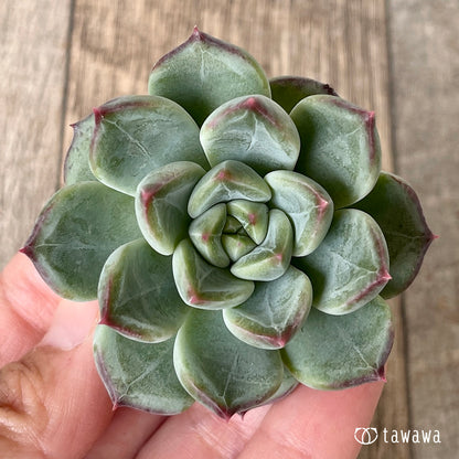 ＊新入荷＊　マチャコーン（チャンヒー農園苗）