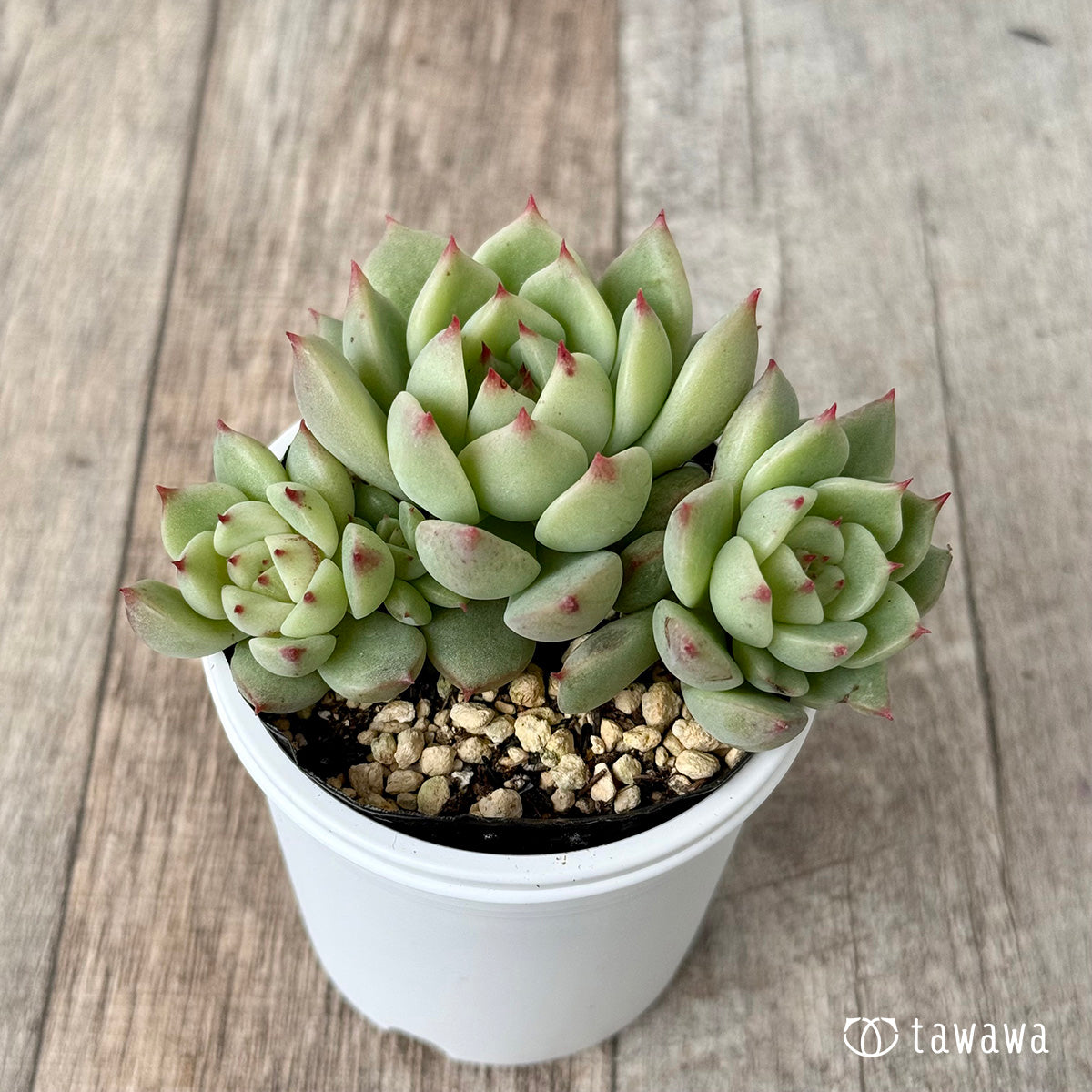 名前のない葉挿し苗②【tawawaハウス苗】