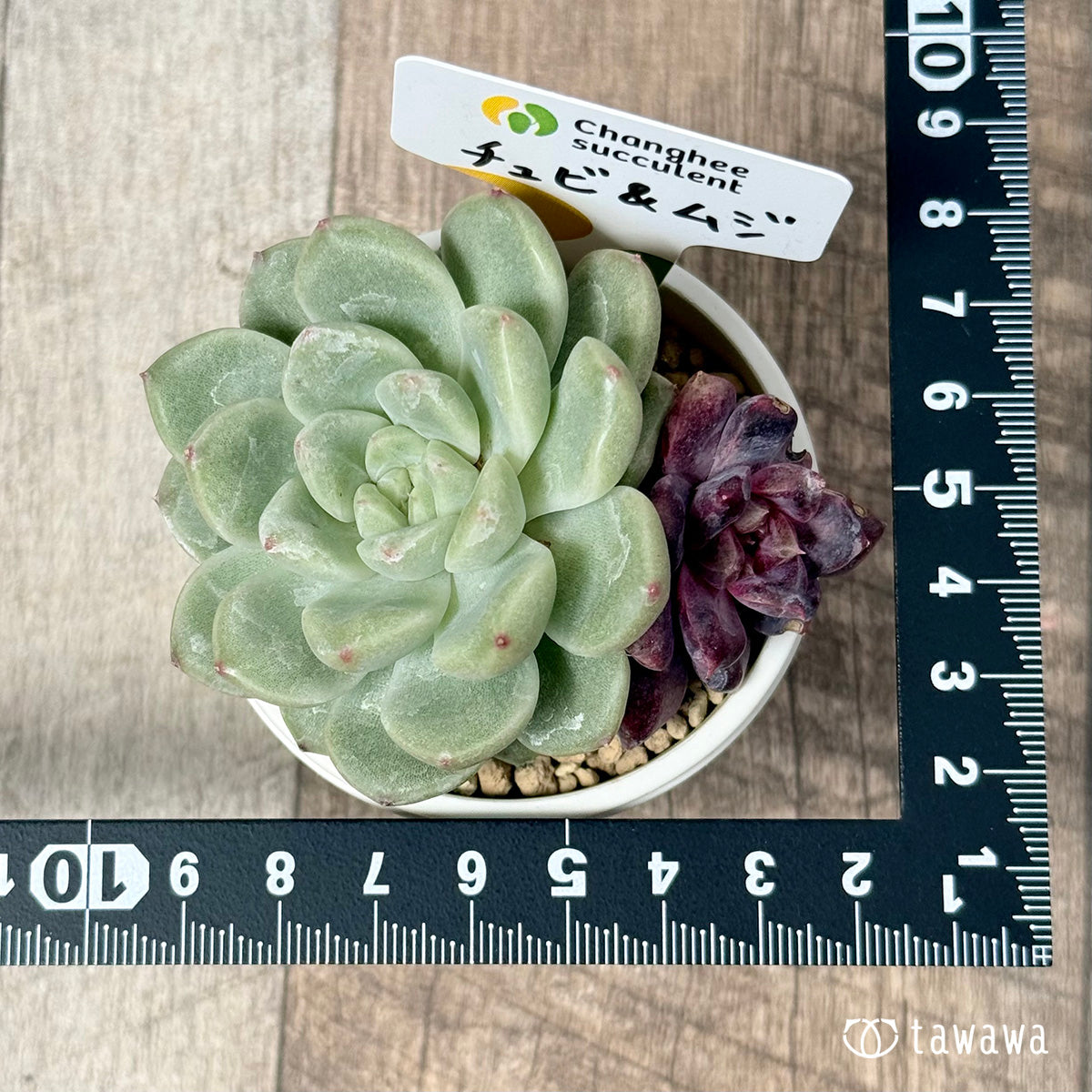 【⚠️抽選販売 応募券⚠️】　チュビ＆ムジ　（チャンヒー農園苗）