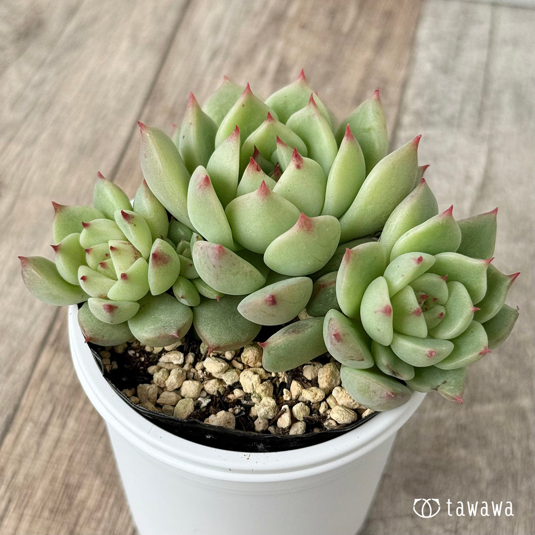 名前のない葉挿し苗②【tawawaハウス苗】