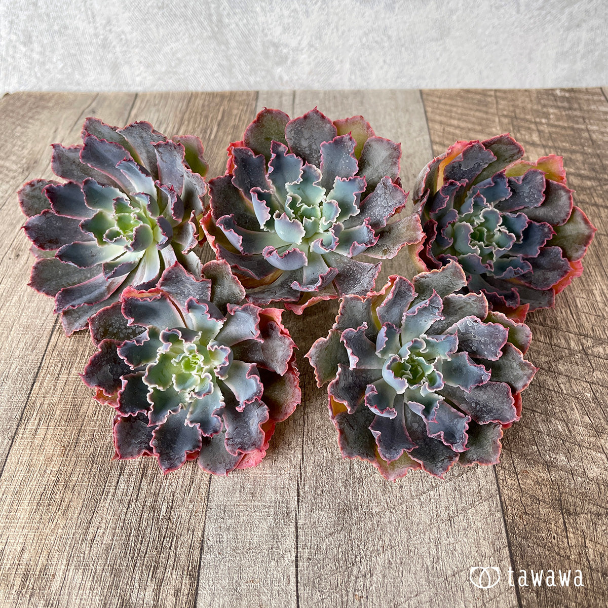 ＊新入荷＊　マドレデルスル（チャンヒー農園苗）