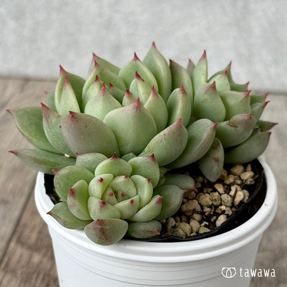 名前のない葉挿し苗②【tawawaハウス苗】