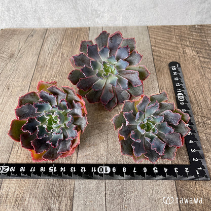 ＊新入荷＊　マドレデルスル（チャンヒー農園苗）