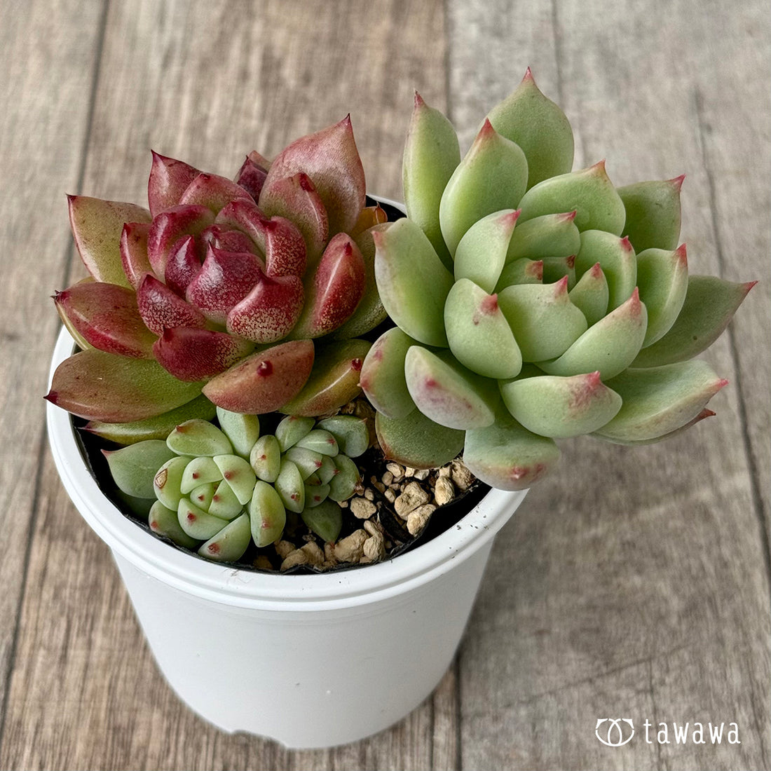 名前のない葉挿し苗③【tawawaハウス苗】