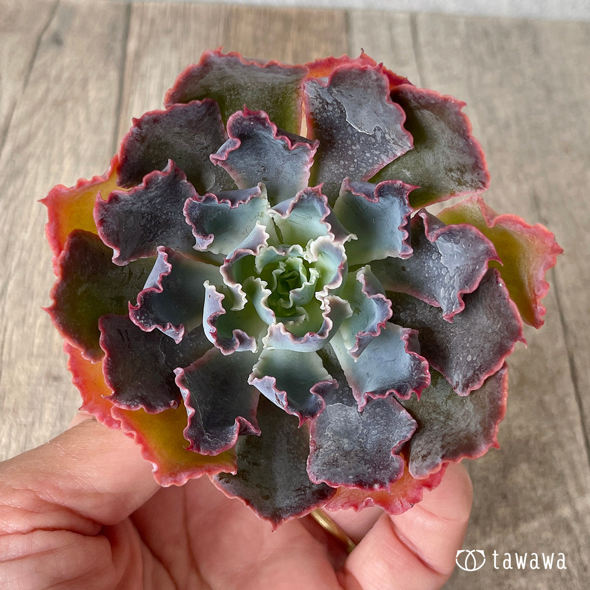 ＊新入荷＊　マドレデルスル（チャンヒー農園苗）