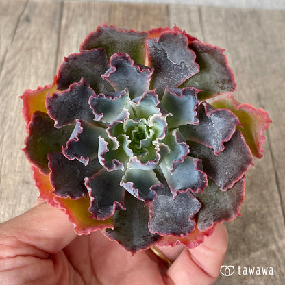 ＊新入荷＊　マドレデルスル（チャンヒー農園苗）