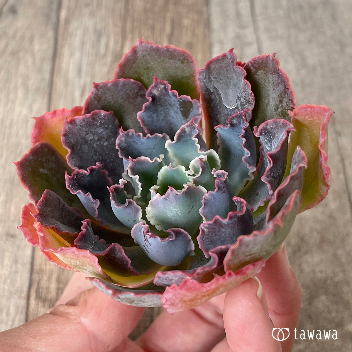 ＊新入荷＊　マドレデルスル（チャンヒー農園苗）