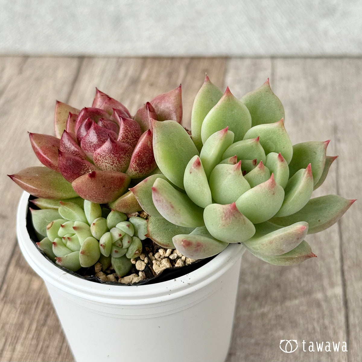 名前のない葉挿し苗③【tawawaハウス苗】