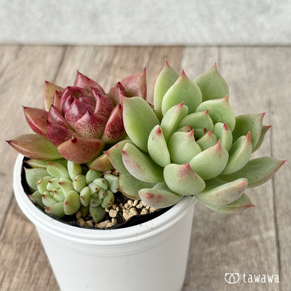 名前のない葉挿し苗③【tawawaハウス苗】