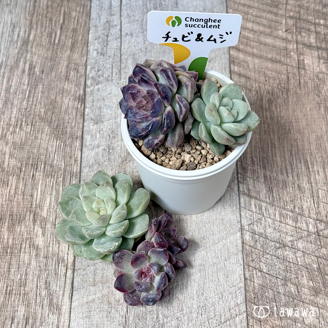 ＊新入荷＊　チュビ＆ムジ【🚨枝分かれ】（チャンヒー農園苗）