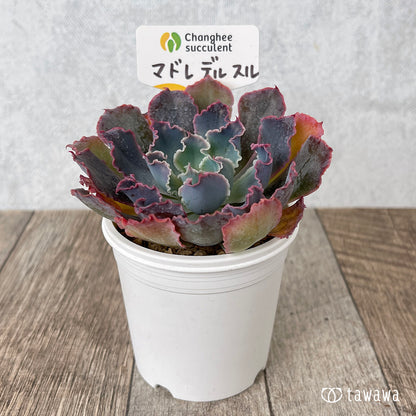 ＊新入荷＊　マドレデルスル（チャンヒー農園苗）