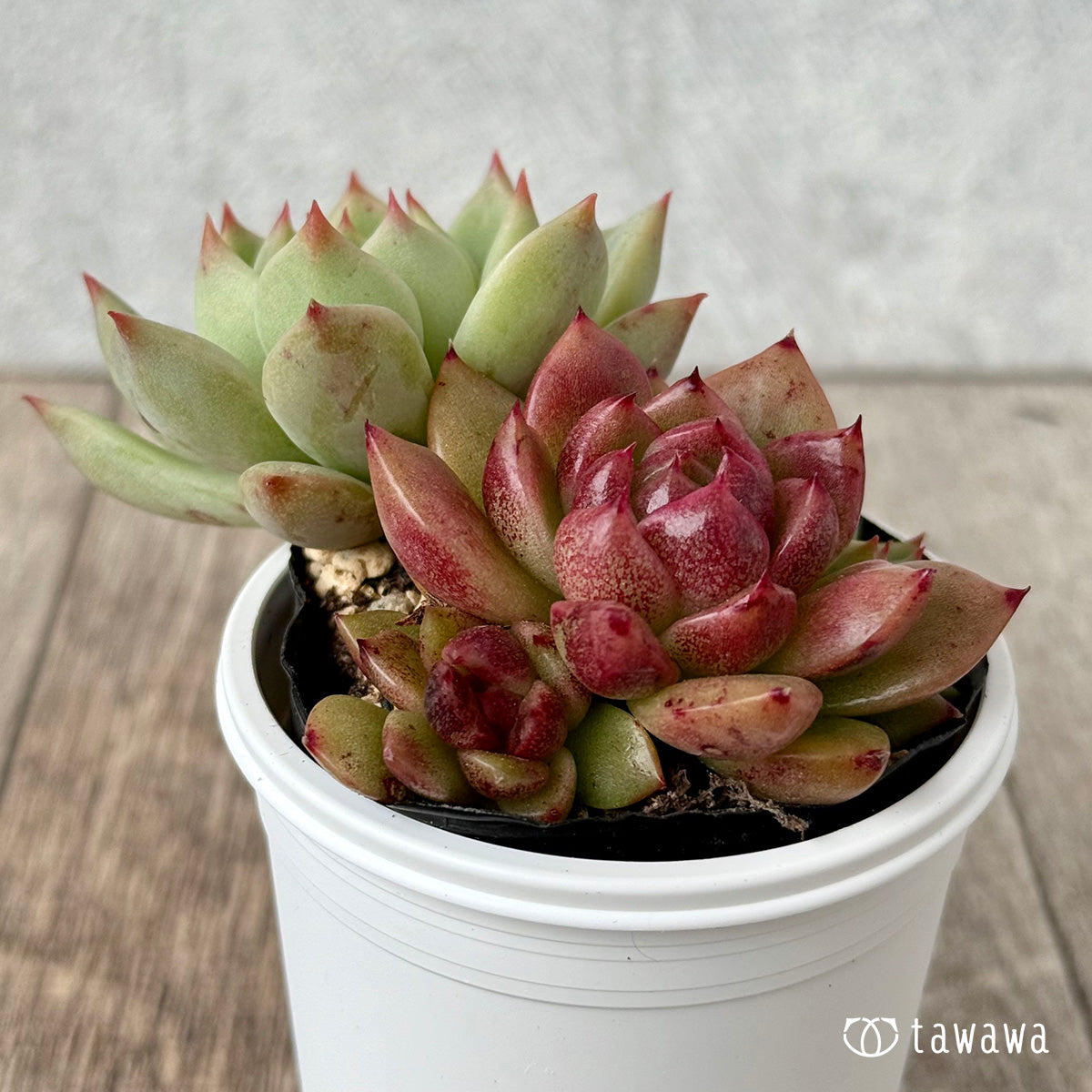 名前のない葉挿し苗③【tawawaハウス苗】