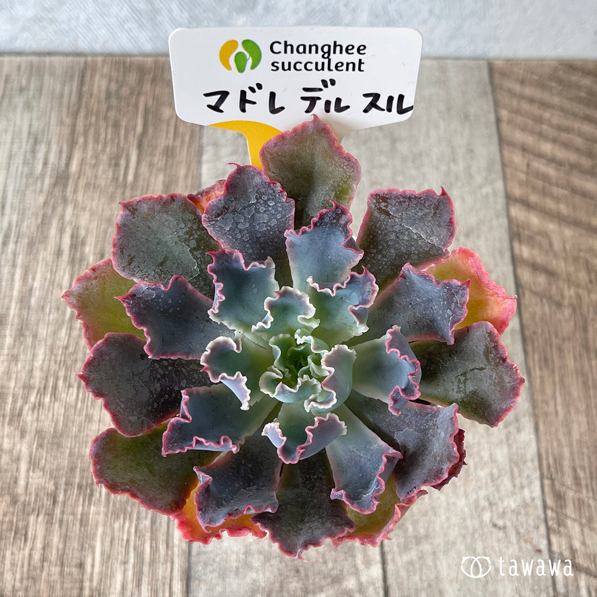 ＊新入荷＊　マドレデルスル（チャンヒー農園苗）