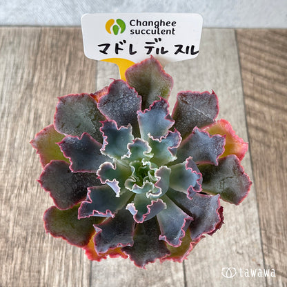 ＊新入荷＊　マドレデルスル（チャンヒー農園苗）