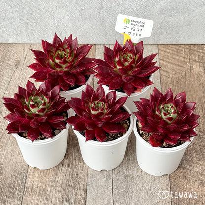 New Arrivals: Ice Green