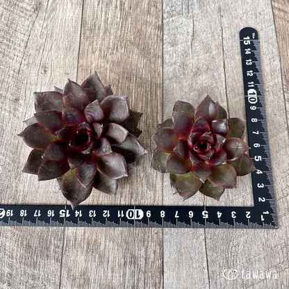 ＊新入荷＊　モカ（チャンヒー農園苗）