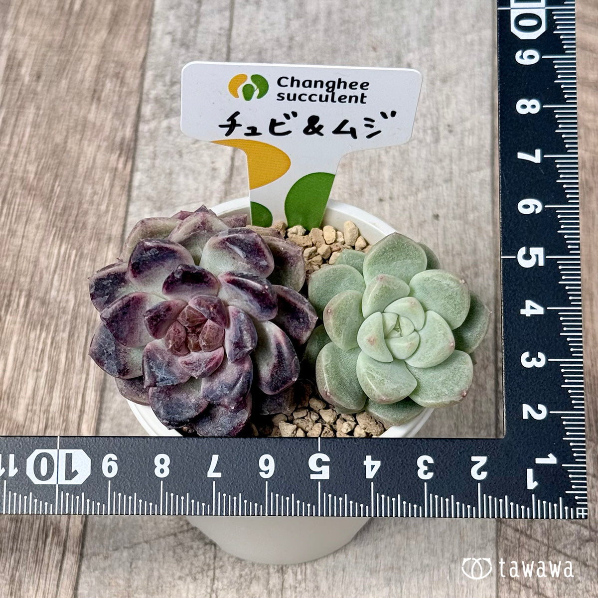 チュビ＆ムジ【🚨枝分かれ】（チャンヒー農園苗）