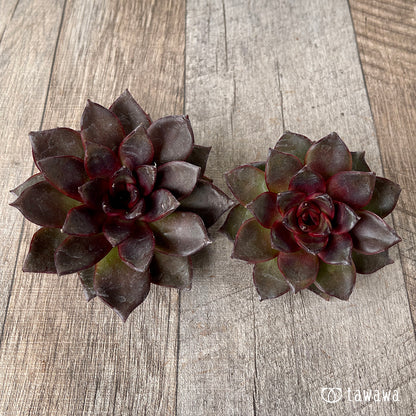 ＊新入荷＊　モカ（チャンヒー農園苗）