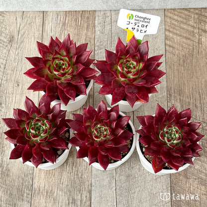 New Arrivals: Ice Green