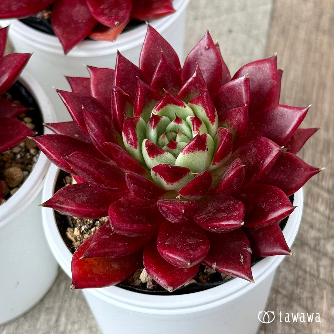 New Arrivals: Ice Green