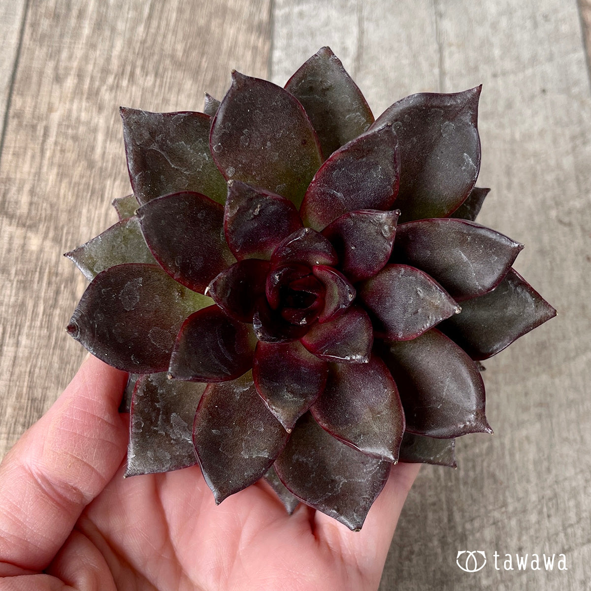 ＊新入荷＊　モカ（チャンヒー農園苗）