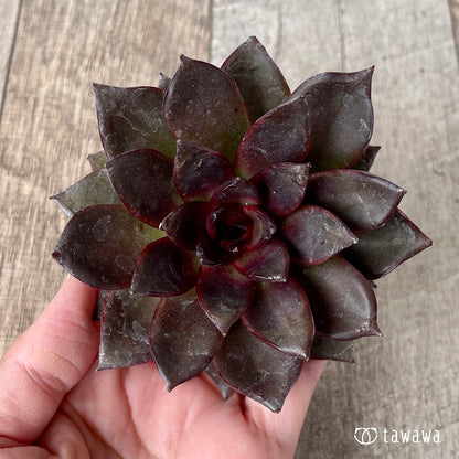 ＊新入荷＊　モカ（チャンヒー農園苗）